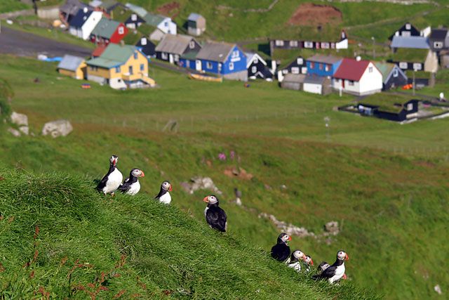 Mykines F r erne Faroeislands dk